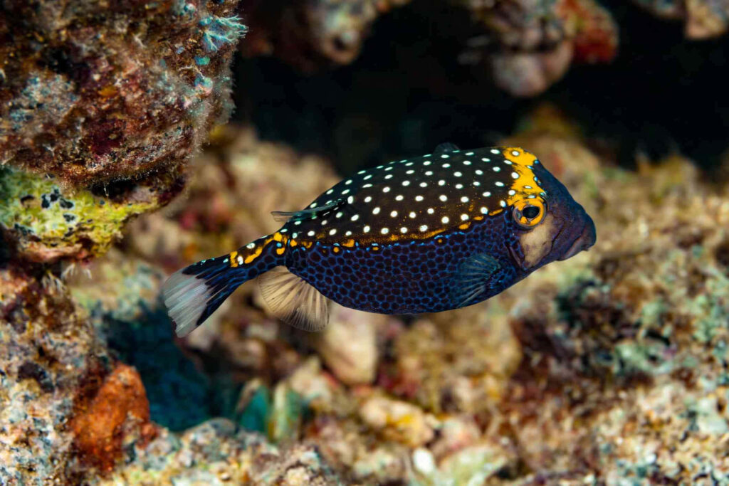 Vibrant Longhorn Cowfish with yellow black white spots swimming in colorful coral reef background Wallpaper