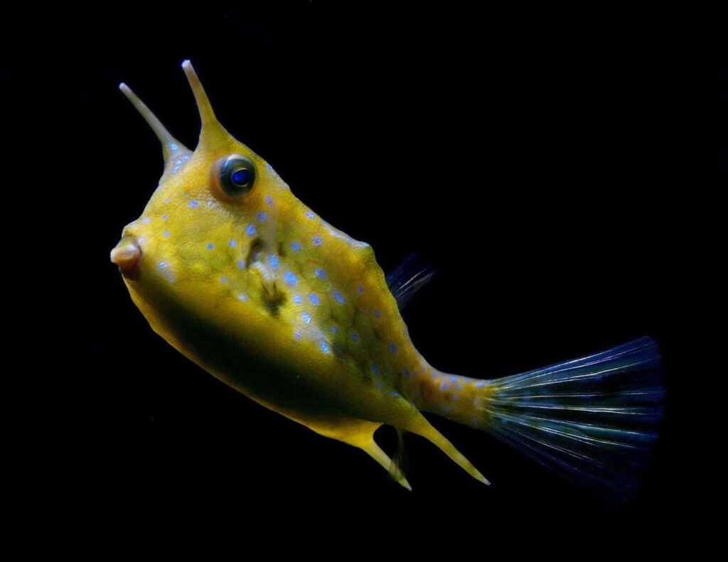 Vibrant yellow Longhorn Cowfish with blue spots and horns on black background wallpaper
