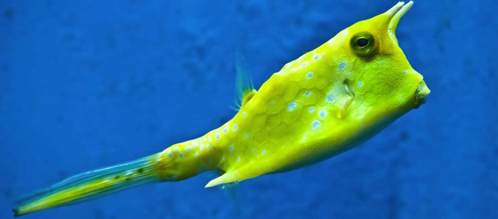 Longhorn Cowfish with yellow spots and unique horns on deep blue vibrant underwater background Wallpaper