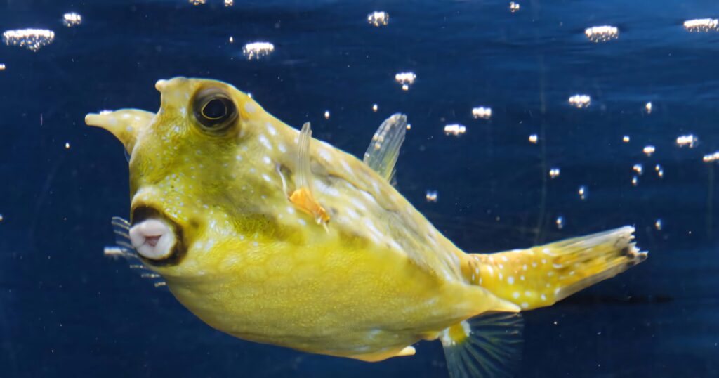 Longhorn Cowfish with yellow-green hexagonal patterns swimming in clear blue water with bubbles Wallpaper