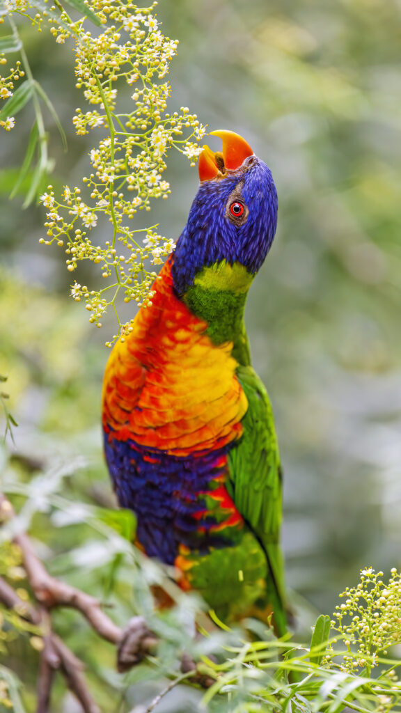Colorful Loriini Parrot Wallpaper with Flowers and Greenery