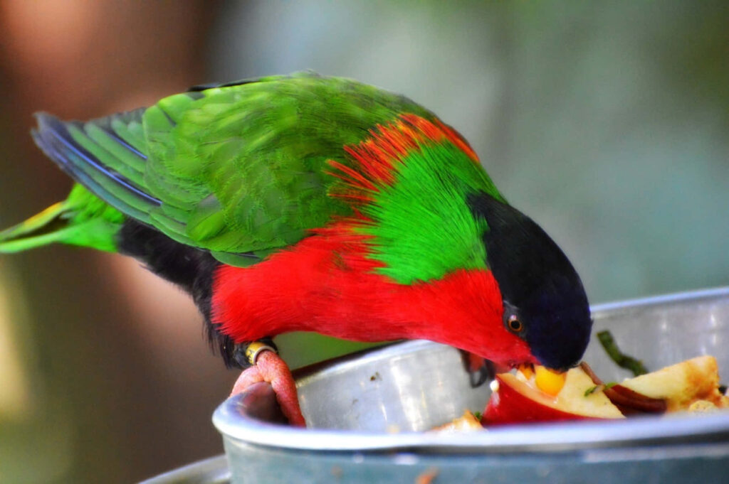 Vibrant Lorikeet Wallpaper: Colorful Bird with Fresh Fruit Background
