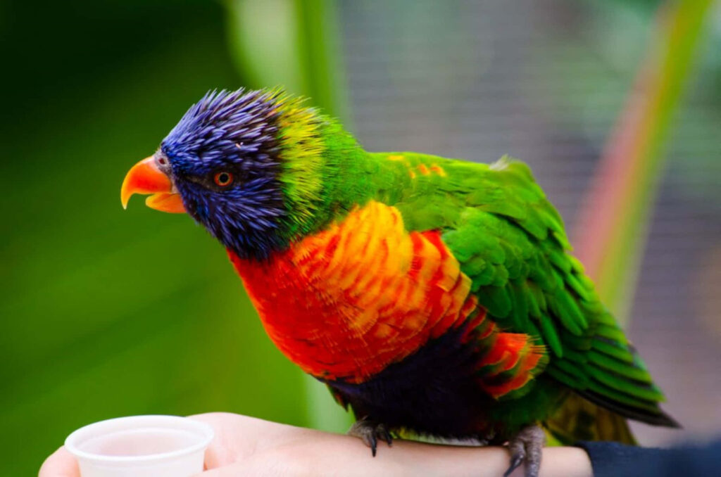 Vibrant Lorikeet Perched on Hand - Colorful Bird Wallpaper