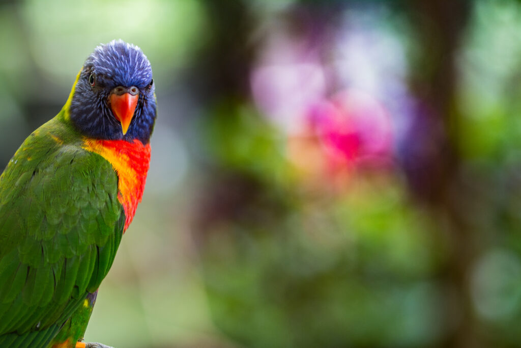 Vibrant Lorikeet Wallpaper: Lush Green Background & Bright Feathers