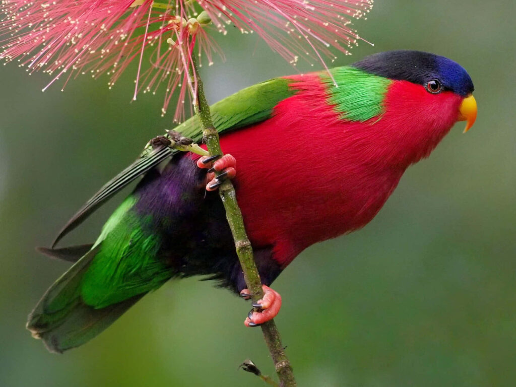 Vibrant Lorikeet on Branch with Blossoms - Colorful Nature Wallpaper