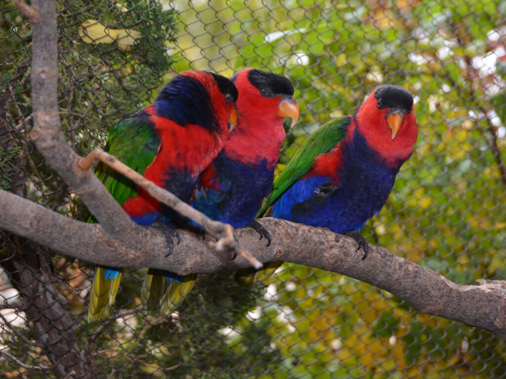 Vibrant Lorikeets Wallpaper: Colorful Birds on Branch Background