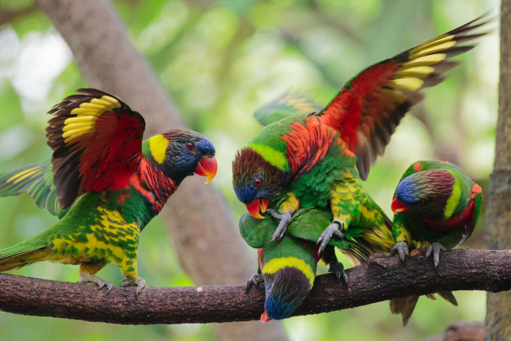 Vibrant Lorikeets on Branch: Colorful Wallpaper for Nature Lovers