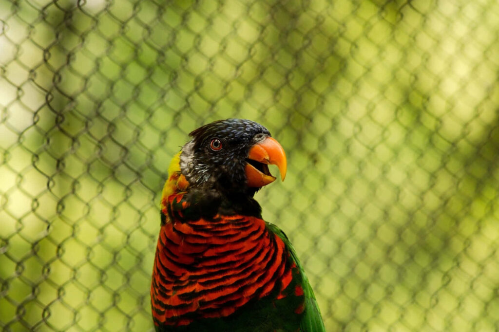 Vibrant Lory Bird Wallpaper: Colorful Exotic Plumage & Green Background