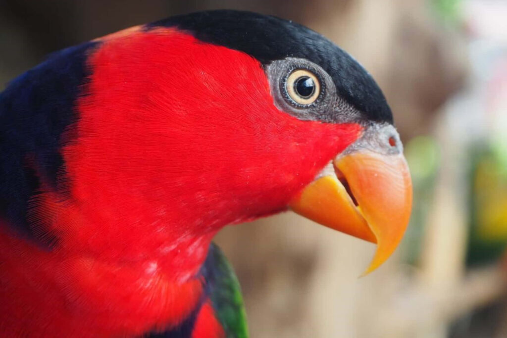 Vibrant Lory Parrot Close-Up: Striking Red Plumage & Bold Beak Wallpaper