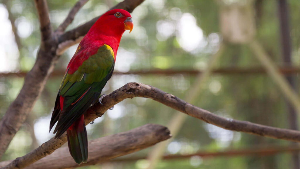 Vibrant Lory on Branch - Stunning Soft-Focus Nature Wallpaper