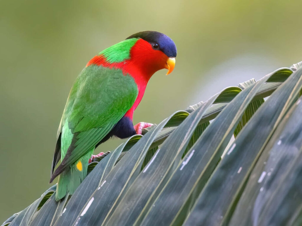 Colorful Loryon Parrot Wallpaper - Lush Green & Vibrant Design
