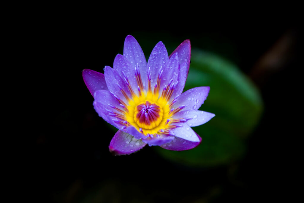 Vibrant Lotus Flower Wallpaper: Purple Hues on Dark Background