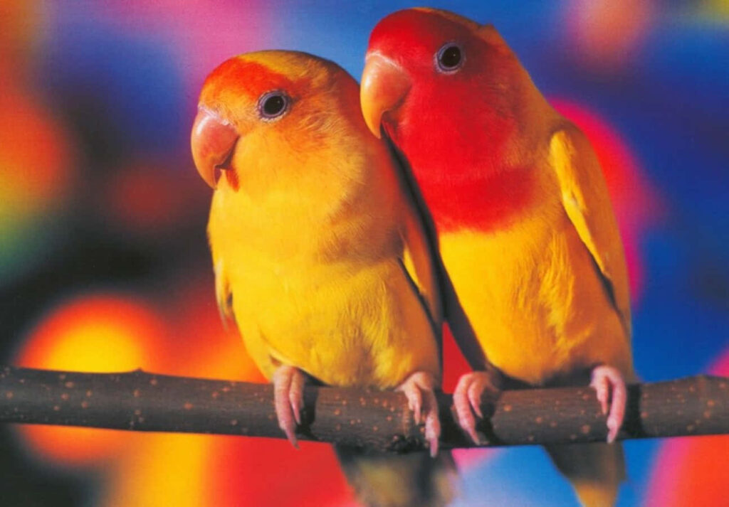 Colorful Lovebirds Perched Together on a Branch: A Cheerful Scene Wallpaper