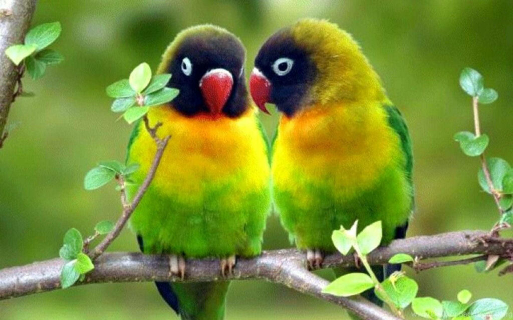Vibrant Lovebird Parrots on Leafy Branch - Nature's Harmony Background Wallpaper