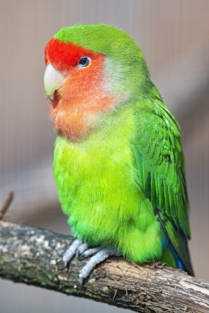Vibrant Lovebird Wallpaper: Colorful Bird on Blurred Background