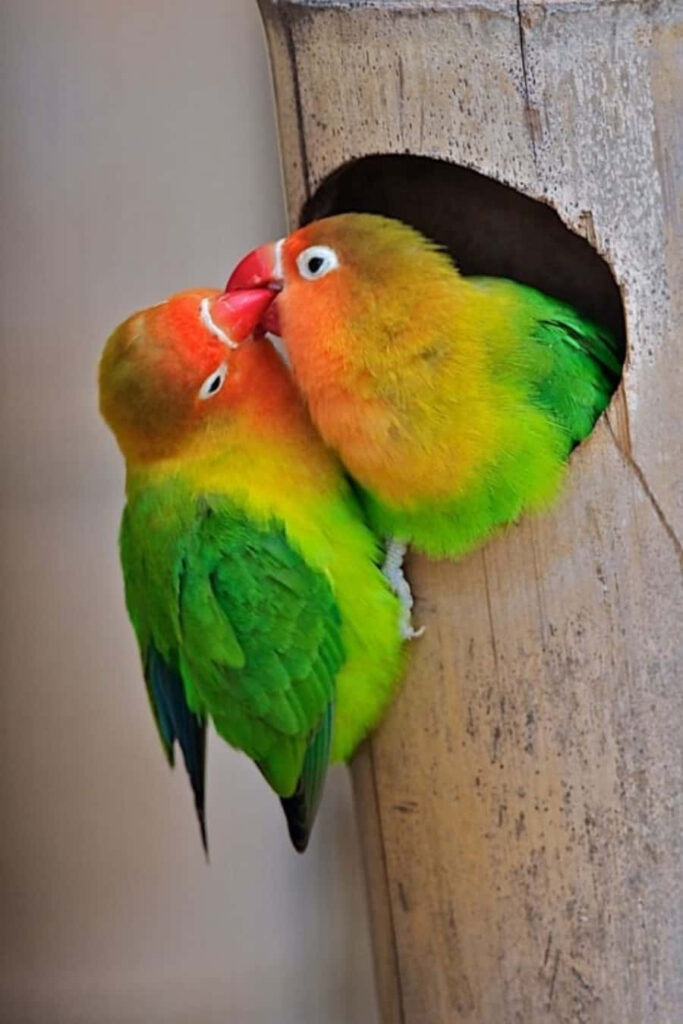 Vivid Lovebirds in Harmony: Colorful Wallpaper Background
