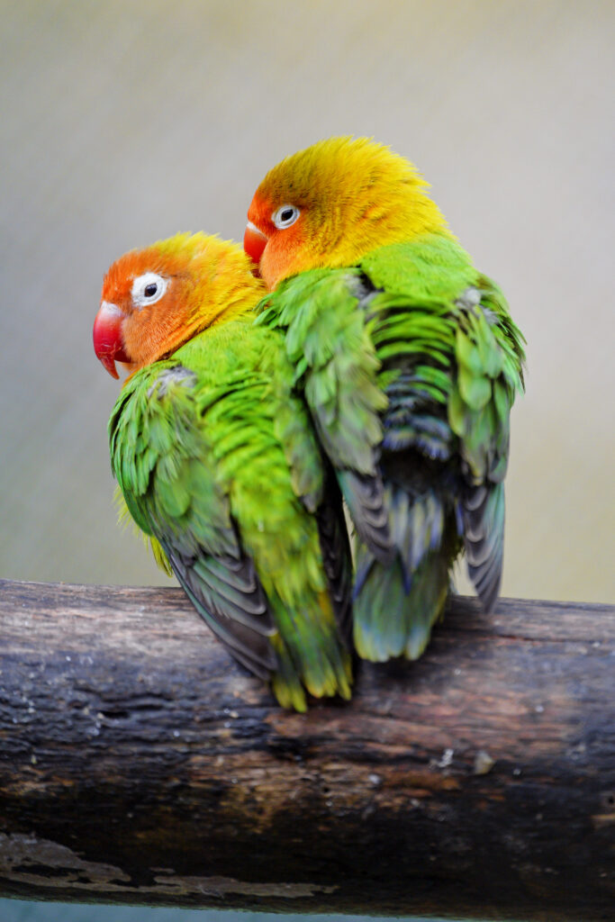 Vibrant Lovebirds Perched on Branch: Colorful Natural Beauty Wallpaper