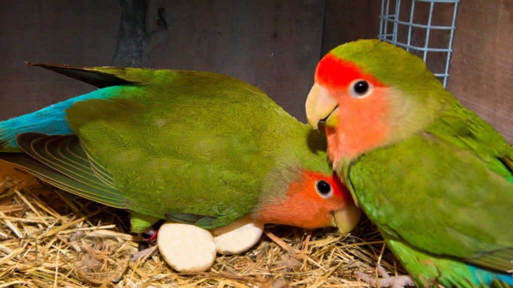 Cozy Lovebirds Wallpaper: Vibrant Green and Orange Background Art