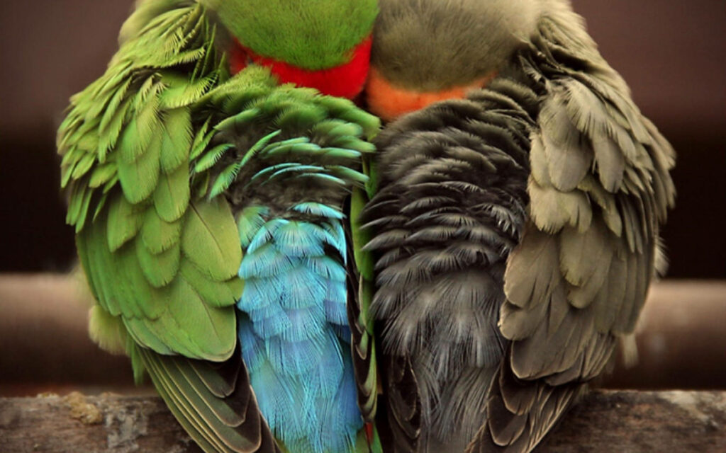 Vibrant Lovebirds Wallpaper: Affectionate Nature for Bird Lovers