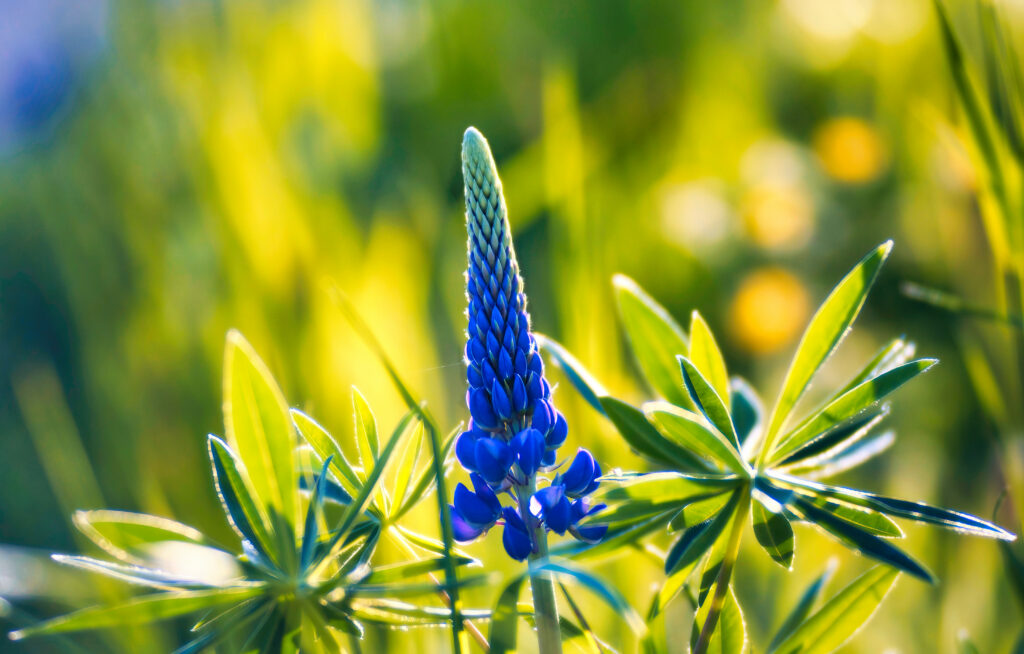 Vibrant Lupine Flower Close-Up with Lush Green Background Wallpaper