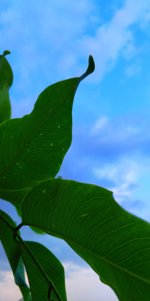 Vibrant Green Leaf Wallpaper: Detailed Macro Against Blue Sky