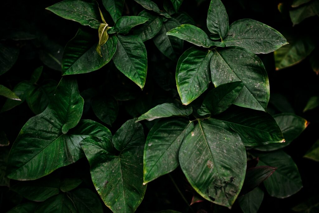 Vibrant Green Leaves Wallpaper: Textured Natural Plant Life Background