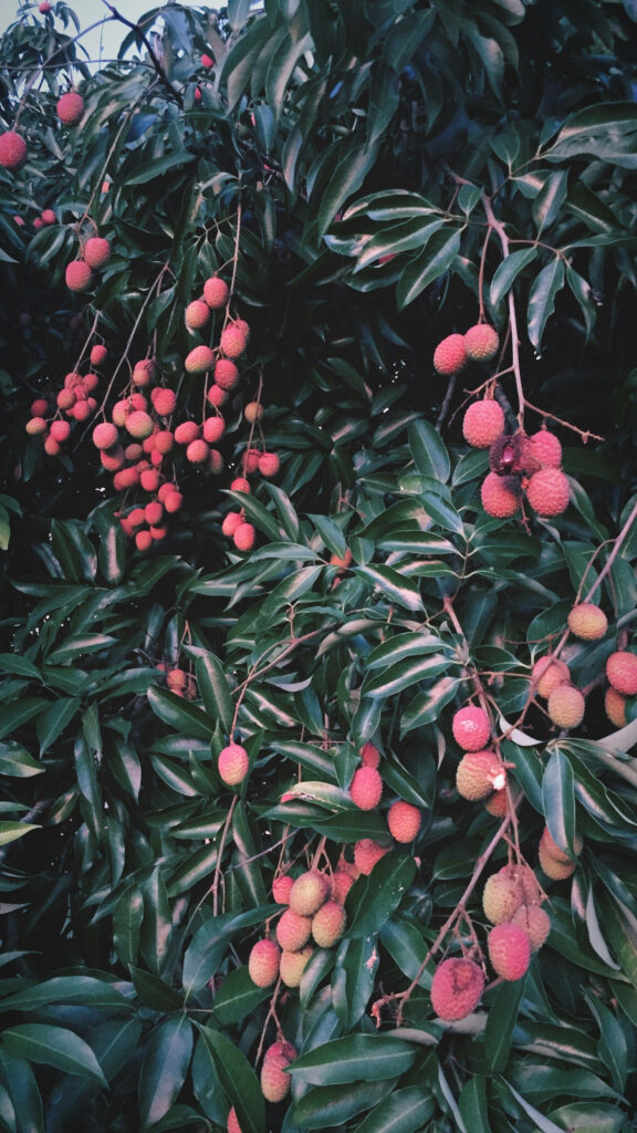 Vibrant Lychee Wallpaper: Lush Green VSCO-Inspired Background