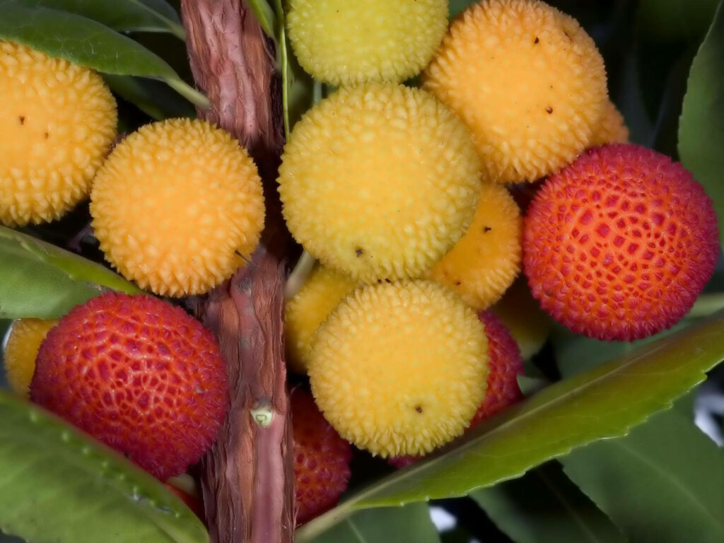 Vibrant Lychee Fruit Wallpaper: Tropical Colors & Lush Greenery