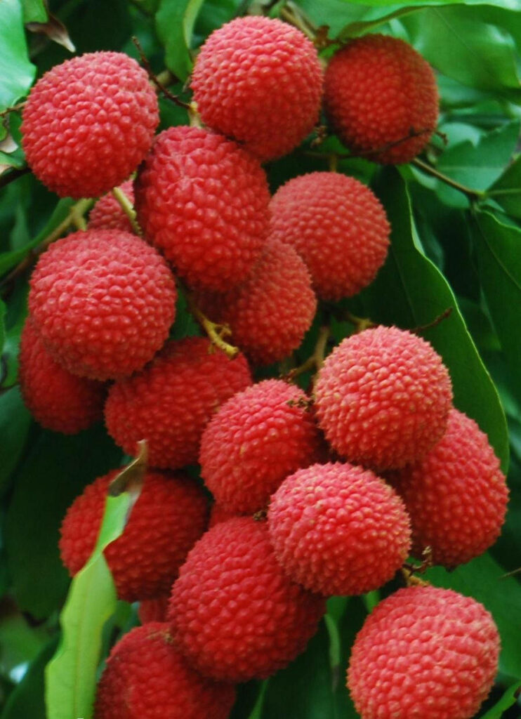Vibrant Lychee Fruits Wallpaper: Lush Green Background Scene