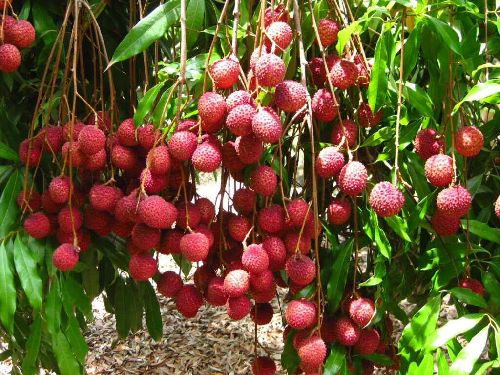 Vibrant Lychee Wallpaper: Ripe Red Fruits on Lush Green Branches