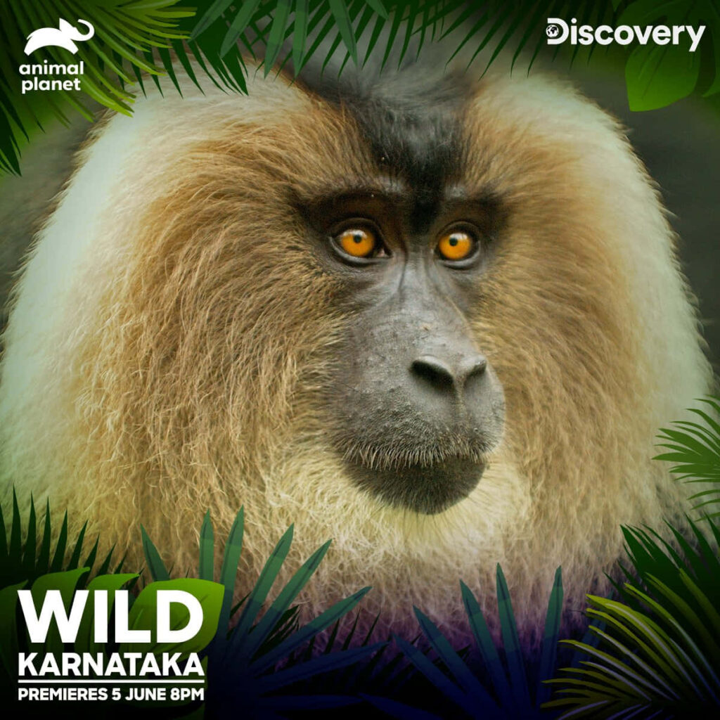 Vibrant Macaque Close-Up: Wild Karnataka Premiere on Animal Planet Wallpaper