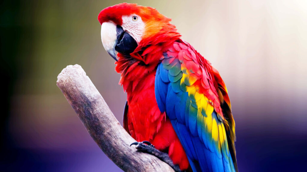 Stunning 4K Macaw Wallpaper with Vibrant Colors Against Soft Background