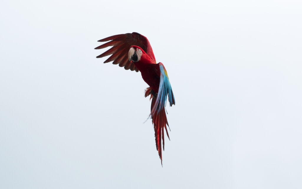 Vibrant Macaw in Flight - Stunning Background Wallpaper