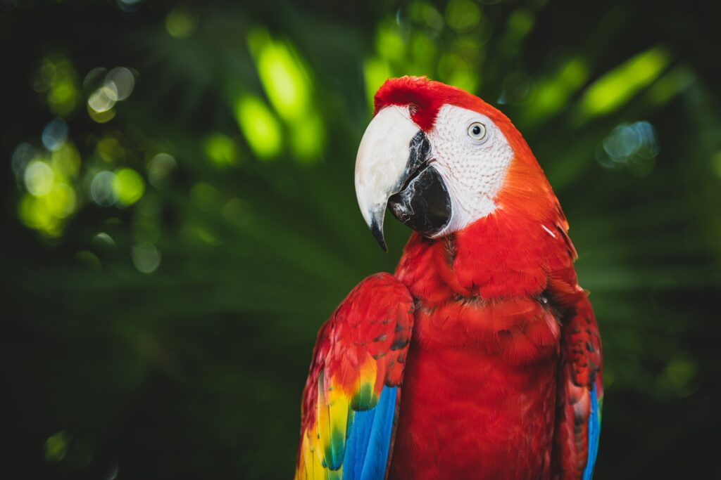 Vibrant Macaw Parrot Wallpaper: Bright Colors & Nature's Beauty
