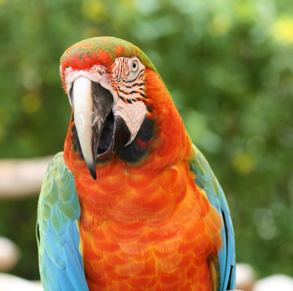 Vibrant Macaw Parrot Wallpaper: Stunning Colors & Lush Background