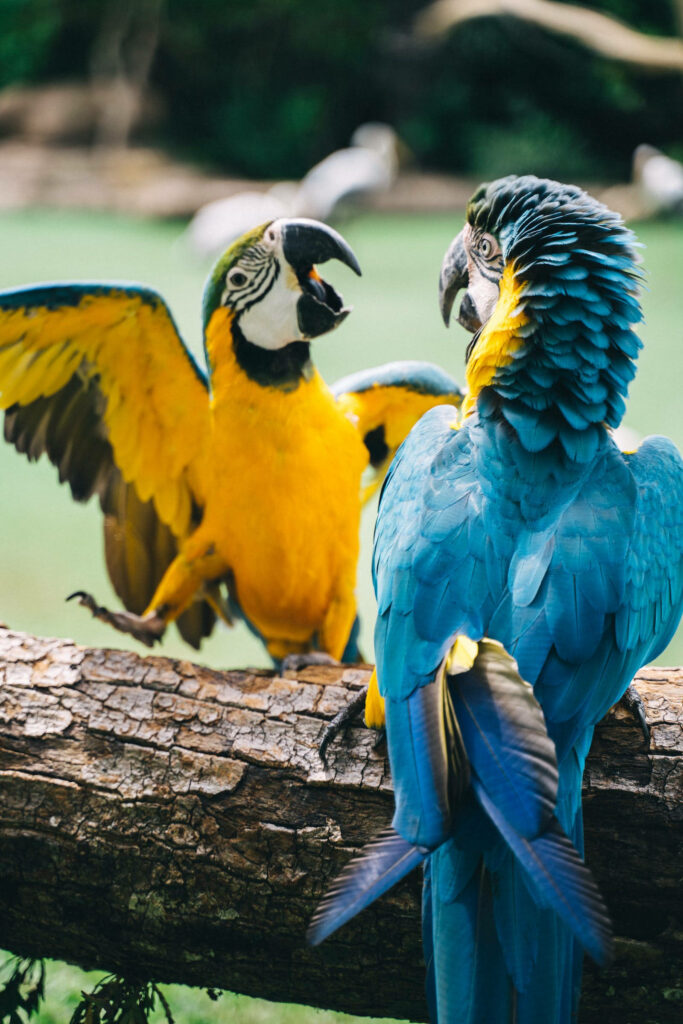 Colorful Macaw Parrots Wallpaper: Vibrant Nature Background