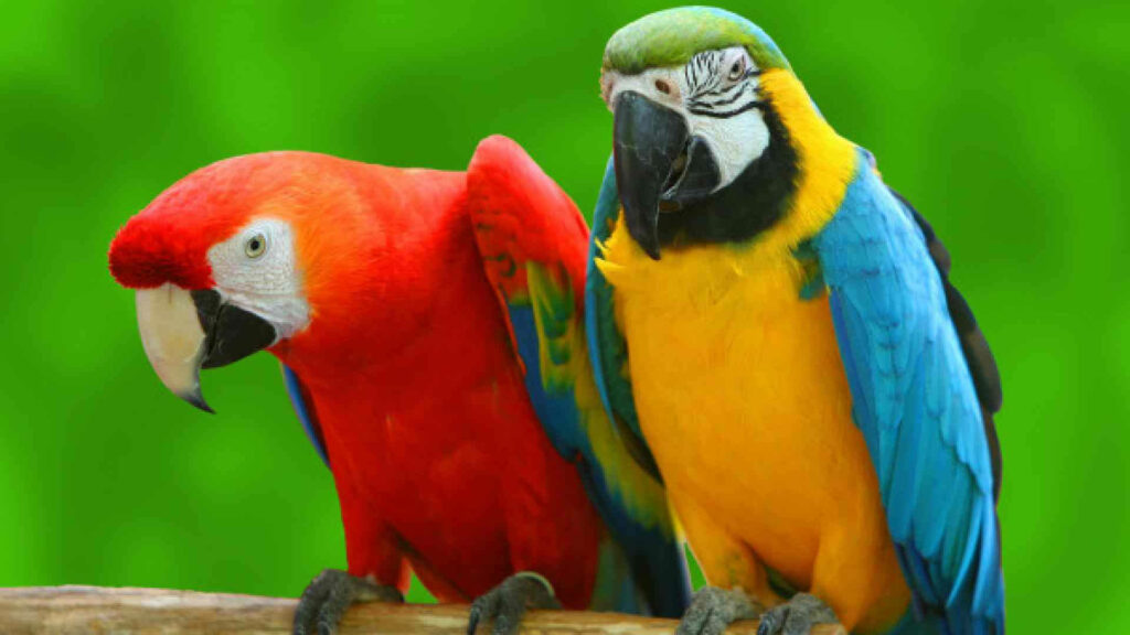 Vibrant Macaw Parrots on Lush Green Background - Stunning Wallpaper