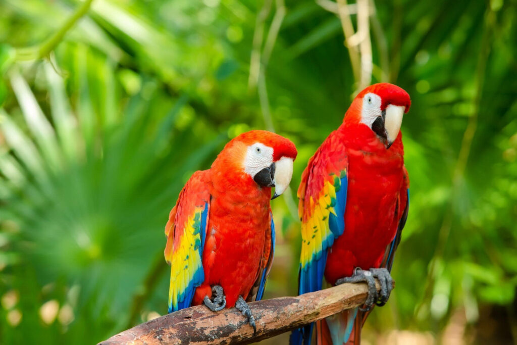 Vibrant Macaw Parrots in Lush Tropical Leaves: Colorful Wallpaper