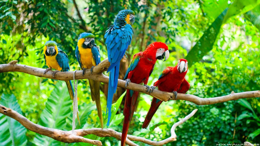 Vibrant Macaw Parrots on Branch in Lush Jungle Wallpaper
