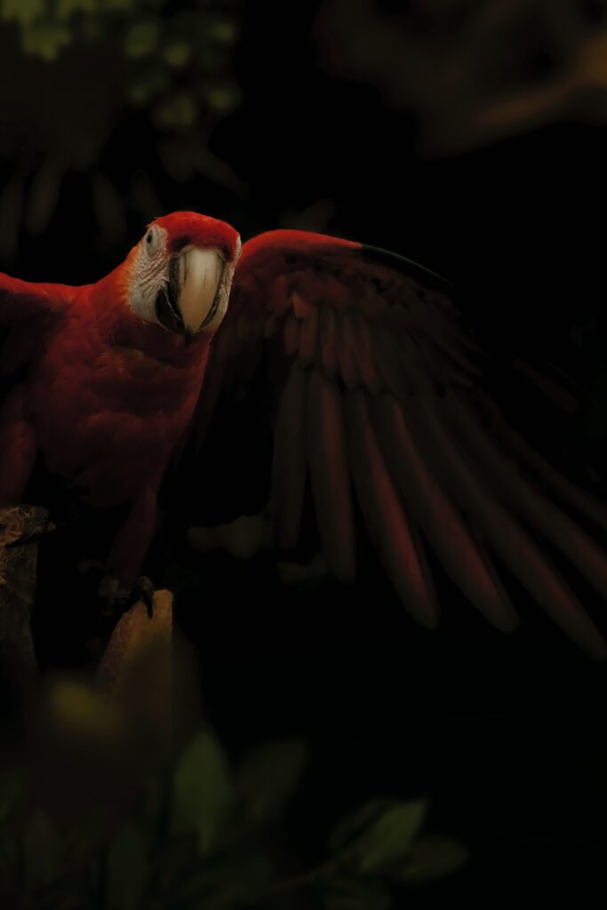 Vibrant Macaw Wallpaper: Colorful Bird Against Dark Background