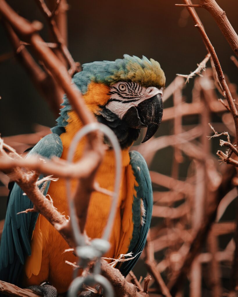 Vibrant Macaw Wallpaper: Colorful Bird on Soft Background