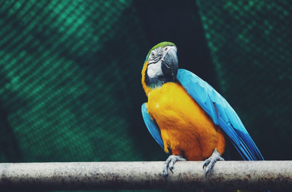 Vibrant Macaw Wallpaper: Colorful Bird Against Lively Background