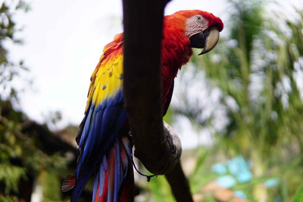 Vibrant Macaw Wallpaper: Colorful Bird in Lush Natural Background