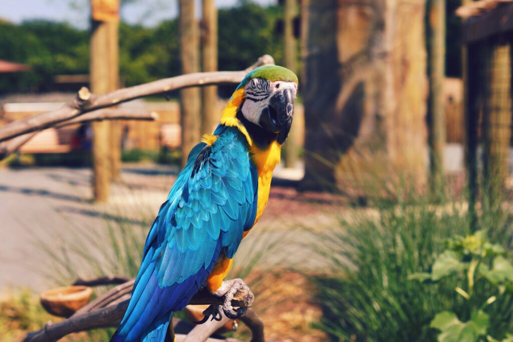 Vibrant Macaw Wallpaper: Colorful Bird on Branch in Nature