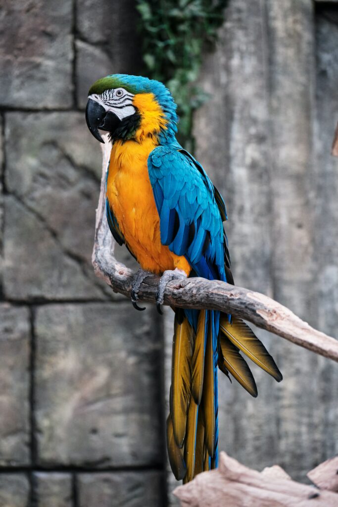 Vibrant Macaw Wallpaper: Colorful Parrot on Branch in Nature