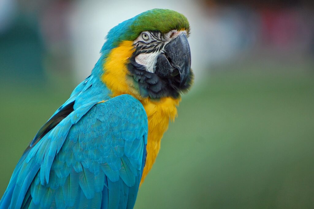 Vibrant Macaw Wallpaper: Colorful Feathers in Nature's Beauty