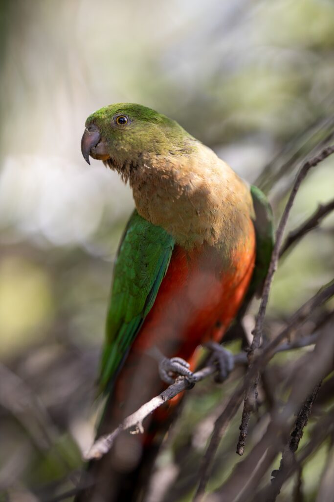 Vibrant Parrot Wallpaper: Colorful Macaw Among Branches
