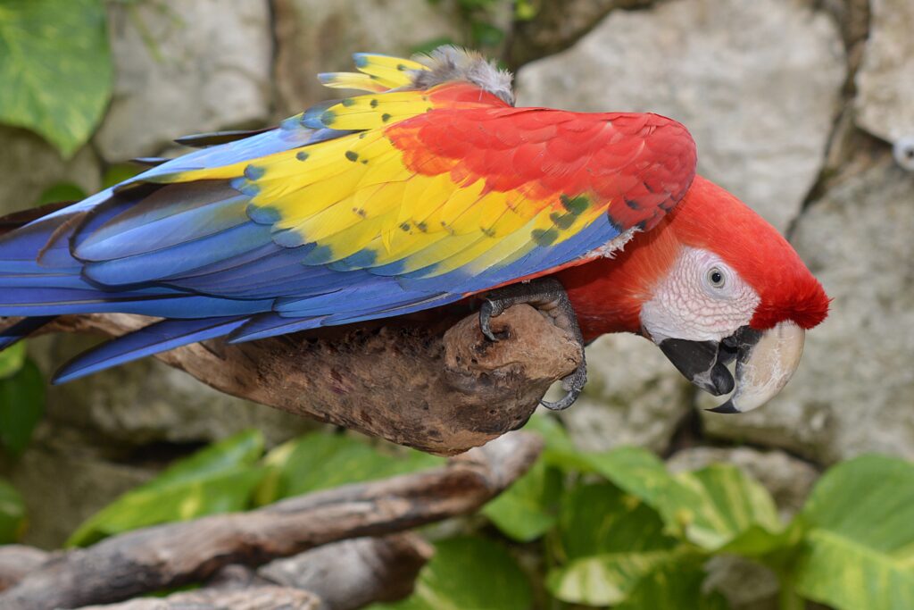Vibrant Macaw Wallpaper: Colorful Parrot on a Green Background