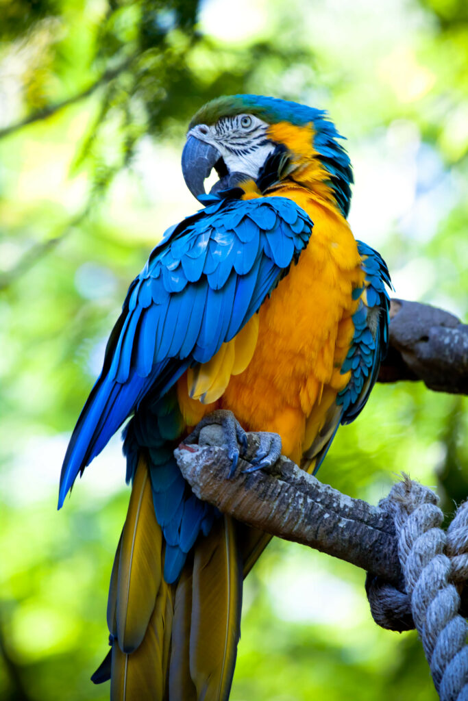 Vibrant Macaw Parrot Wallpaper: Colorful Nature Background