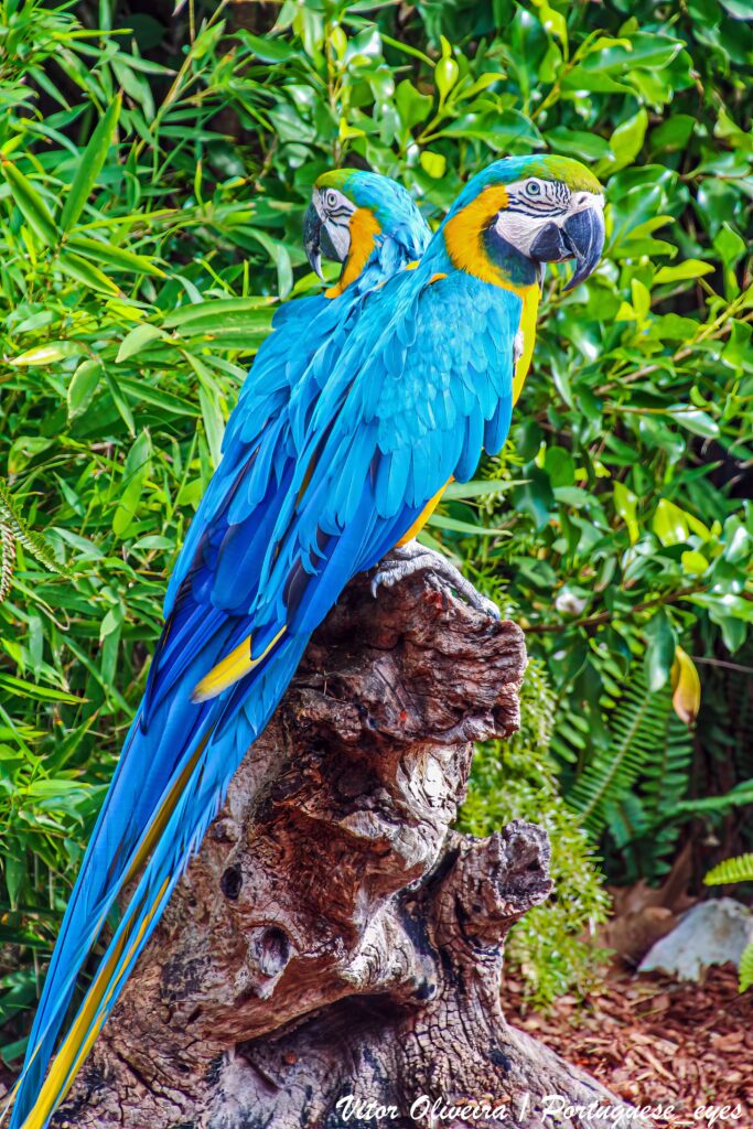 Colorful Macaws Perched on Stump Amidst Lush Tropical Background Wallpaper